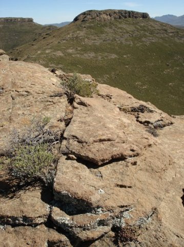 Ruschia putterillii with a view